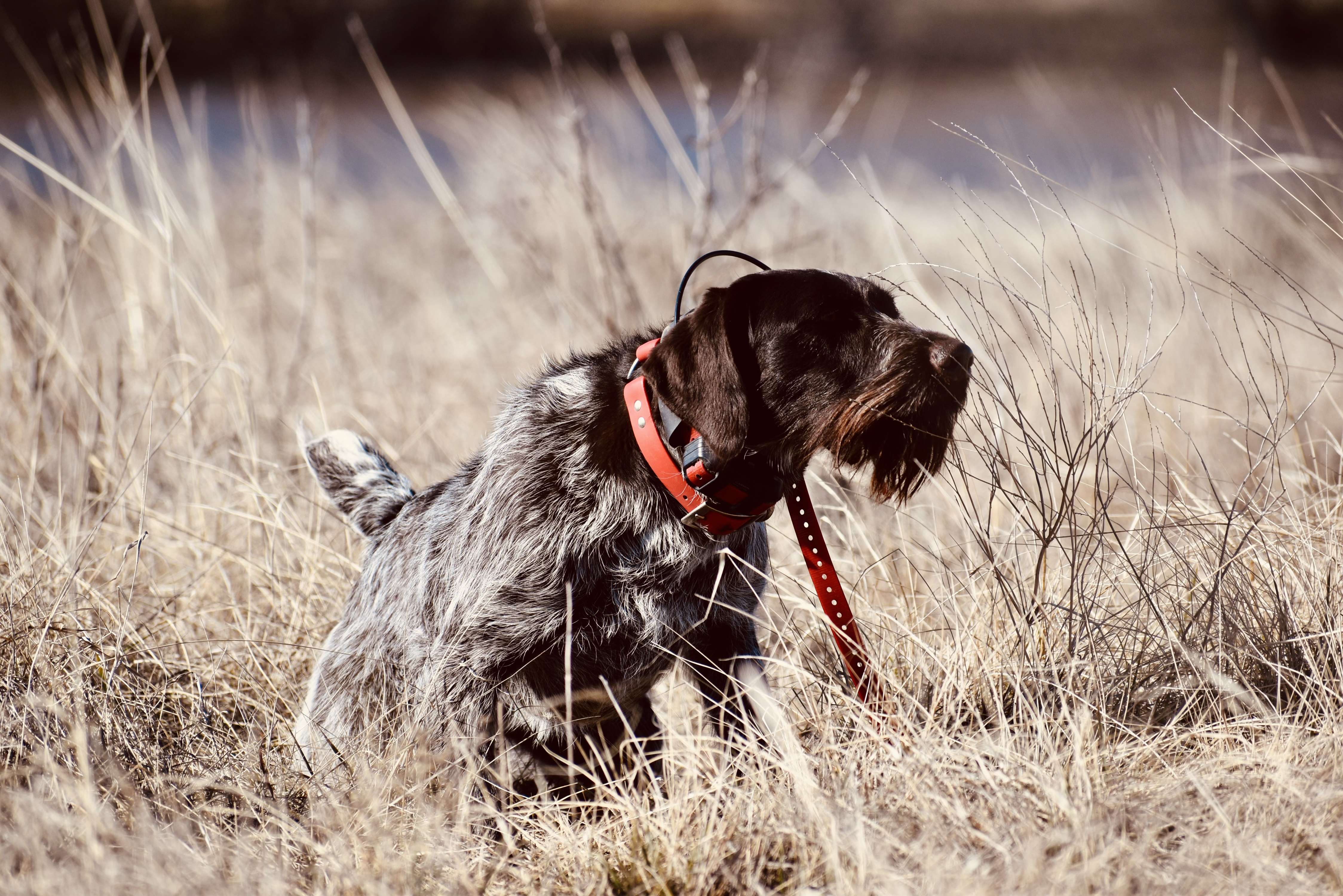 German wirehair best sale alliance